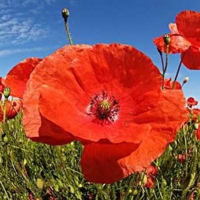 真人斗牛牛最新版下载手机版截图